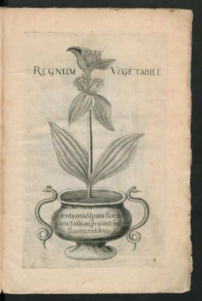 Regnum Vegetabile Gentiana Alpina