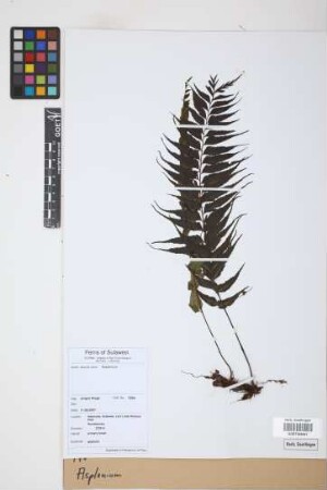 Asplenium spec.