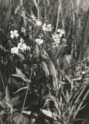 Zungen-Hahnenfuß (Ranunculus lingua), auch Großer Hahnenfuß mit Ästigem Igelkolben (Sparganium erectum L., Syn.: Sparganium polyedrum (Asch. & Graebn.) Juz., Sparganium ramosum Huds., Sparganium ramosum subsp. polyedrum Asch. & Graebn.), auch Aufrechter Igelkolben (rechts)