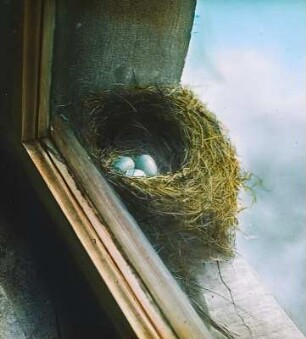 Vögel. Amsel (Turdus merula)-Nest mit Eiern