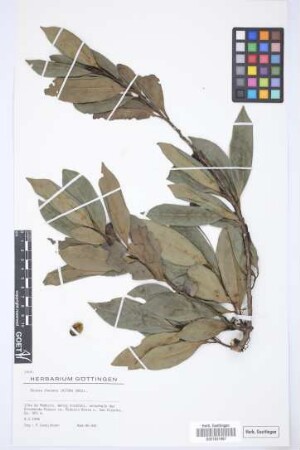 Ocotea foetens (Ait.) Benth. & Hook. f.