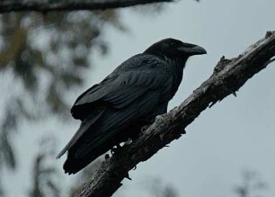 The Whale & the Raven (2019) - Trailer