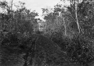 Savannenvegetation : Vegetation der brasilianischen Savanne (Cerrado).
