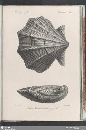 Pl. 443