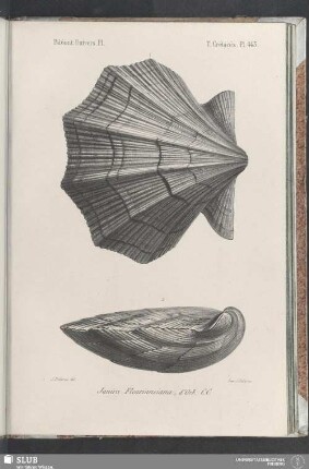 Pl. 443
