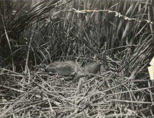 Graureiher (Fischreiher, Ardea cinerea L.), vier Wochen alte Junge im Schilfnest