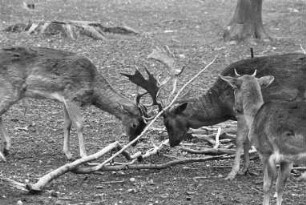 Damhirsche im Tierpark Oberwald