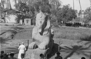 Alabaster Sphinx : Die Alabaster Sphinx in Memphis.