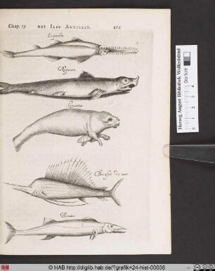 Des Monstres Marins qui se trouvent en ces quartiers.