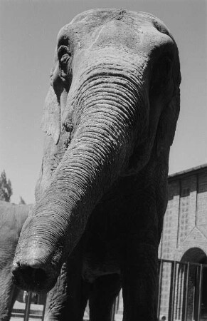 Elefant im Zoo