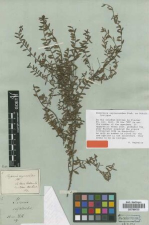 Persoonia oxycoccoides Sieber ex Schult. [isotype]