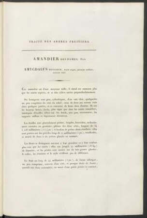 Amandier Des Dames. Amygdalus Mensarum, ...
