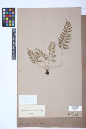 Asplenium bipartitum Bory ex Willd.