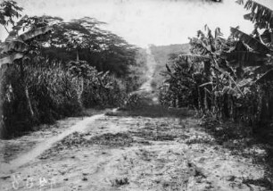 Straße : Eine mit Bananenpflanzungen gesäumte Straße