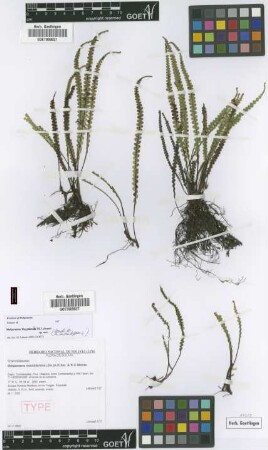 Melpomene moniliformis (Sw.) A.R.Sm. & R.C.Moran