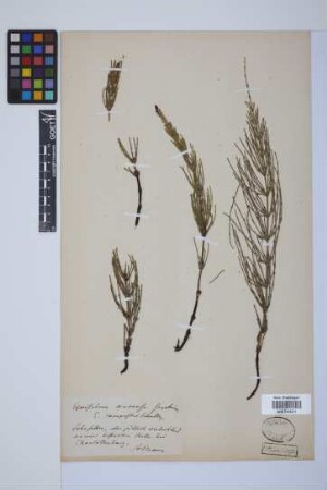 Equisetum arvense L.