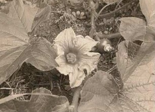Gartenkürbis (Cucurbita pepo). Weibliche Blüte und junge Frucht