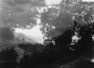 An der Küste : Weg mit Kiefern an einer Küste