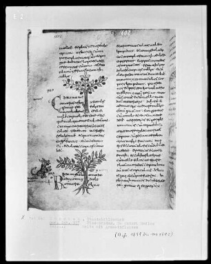 Dioscorides, De Materia Medica — Buchseite mit zwei Zeichnungen von Arzneipflanzen
