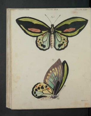 Tafel: Insekten LXII. [...]