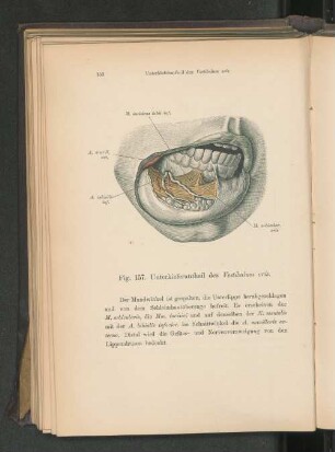 Fig. 157. Unterkieferantheil des Vestibulum oris.