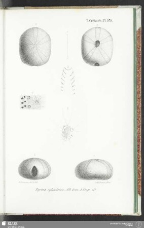 Pl. 979