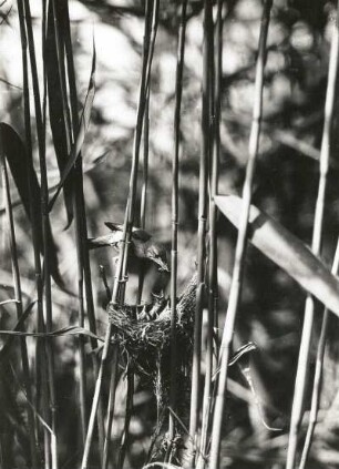 Europa. Teichrohrsänger (Acrocephalus scirpaceus). Fütternd am Nest