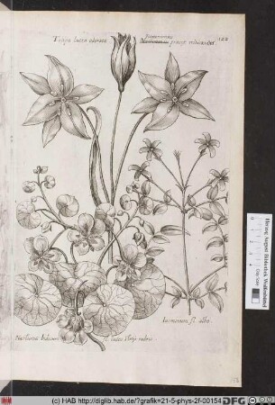 [Tulpe und Jasmin]