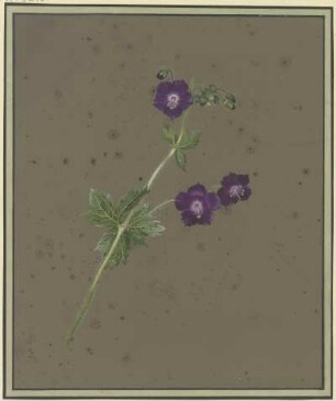 Zweig mit violetten Blüten