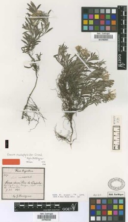 Senecio ceratophylloides Griseb. [syntype]