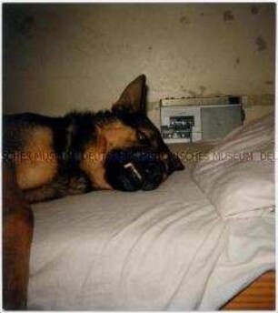 Auf einem Bett liegender Schäferhund (Altersgruppe bis 14)
