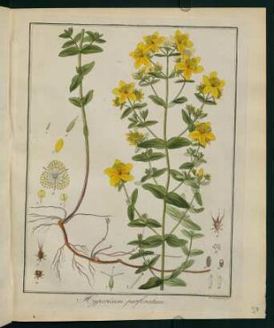 37r, Hypericum perforatum