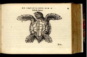 Testudo supina