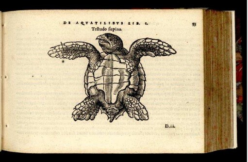 Testudo supina