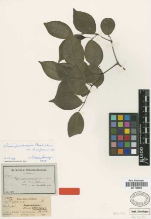 Piper sphaerostachyum C.DC. var. tenuifolium C.DC.[isotype]