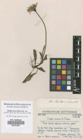 Crepis aurea (L.) Cass.