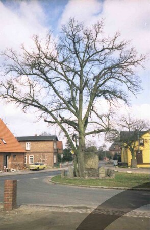Lasbek-Dorf: Steindamm: Doppeleiche, dabei Ehrenmal: hinten rechts Friedenseiche: vorne von rechts Einmündung Schulstraße