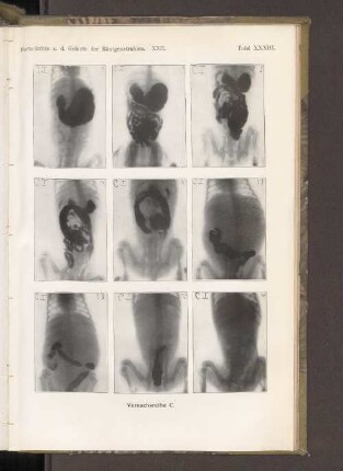 Tafel XXXIII. Versuchsreihe C.
