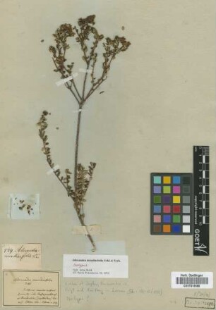 Adenandra mundiaefolia Eckl. & Zeyh. [isotype]