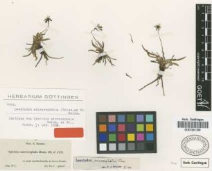Oporinia microcephala Boiss. ex DC. [isotype]