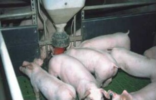 Fotografie: Fütterungstechnik, Futtervorlage, Mastschwein, Trockenfütterungsanlage, Vollspaltenboden