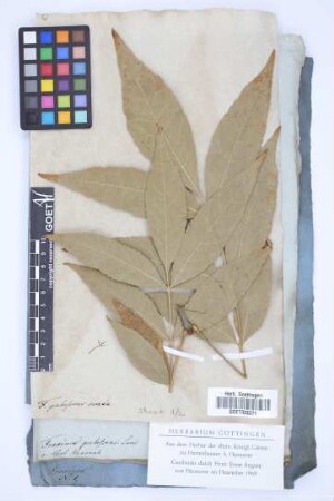 Fraxinus pubescens longifolia