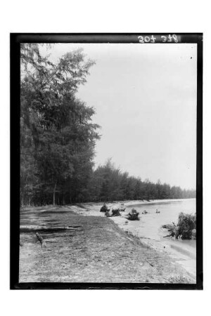Fluss in Phetchaburi : Phetchaburi. Bewaldetes Ufer des Flusses mit Baumstrünken, 1909