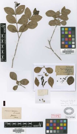 Anamomis fragrans (Sw.) Griseb. var. cuneata Griseb.[syntype]