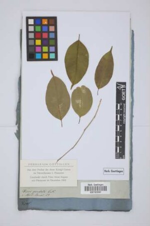 Ficus pendula Link