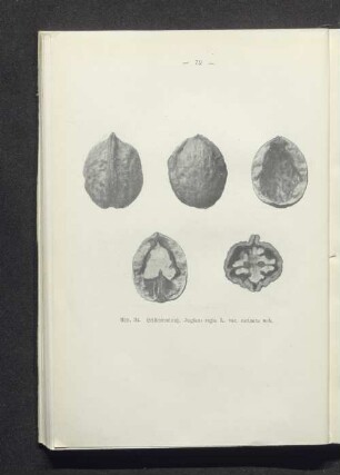 Leistenwalnuß, Juglans regia L. var. carinata nob.
