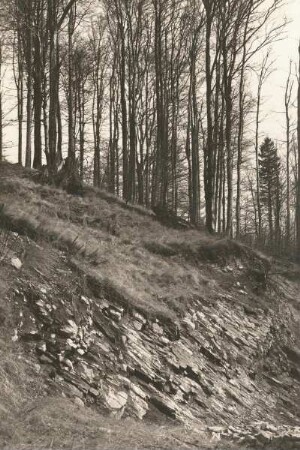 Sächsische Schweiz. Basaltaufschluß an der Straße zum Großen Winterberg (Detail siehe 117 151)