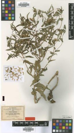 Guardiola tulocarpus A.Gray var. arguta A.Gray[isotype]