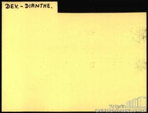 DEV.-DIANTHE.