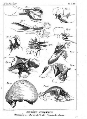 Pl. LXII. Systême Anatomique. Mammifères. Muscles de l'Oreille-Pannicule charnu.